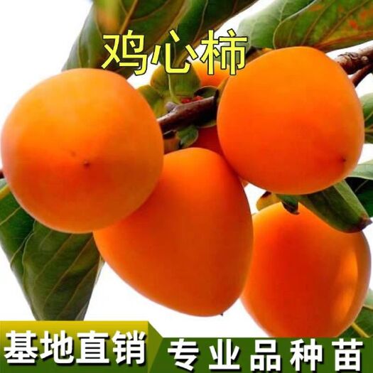 平邑县鸡心柿苗 品种保证 现挖现卖 死苗免费补发 提供技术管理