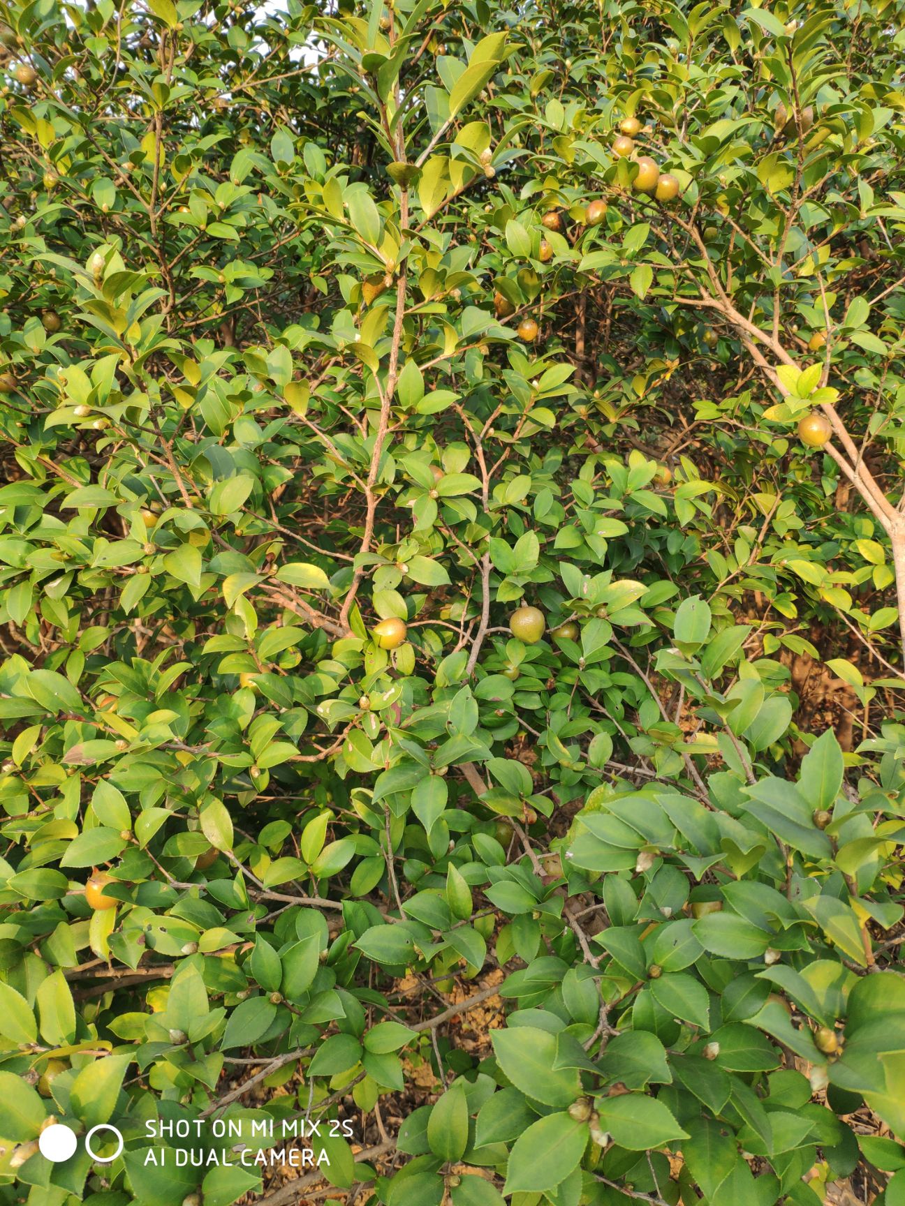 野生山茶油