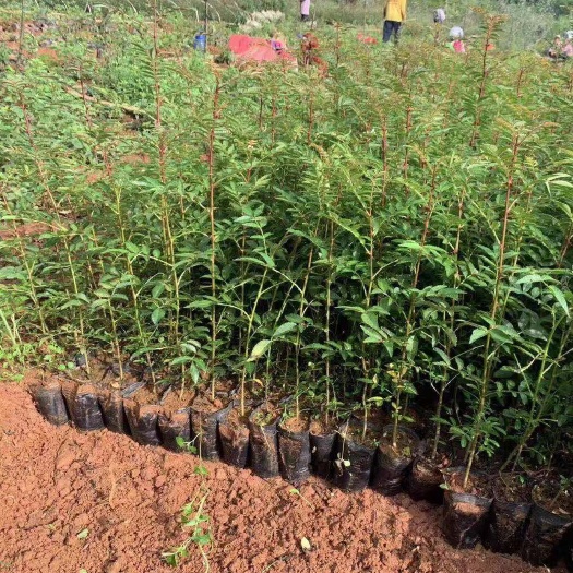 大红袍花椒苗 大红袍花椒杯苗,云南大红袍花椒基地,花椒苗产地直供,品质保证