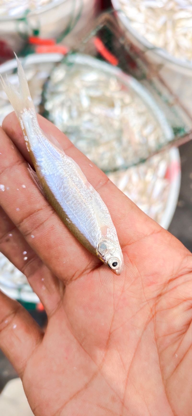 餐鲦鱼 风餐鱼