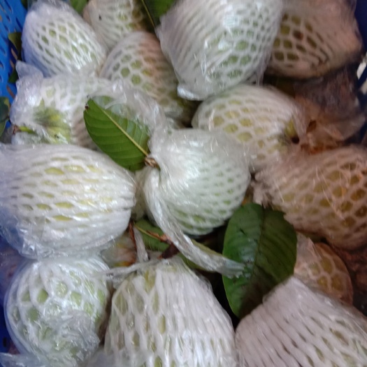 惠东县红心芭乐 200-250克