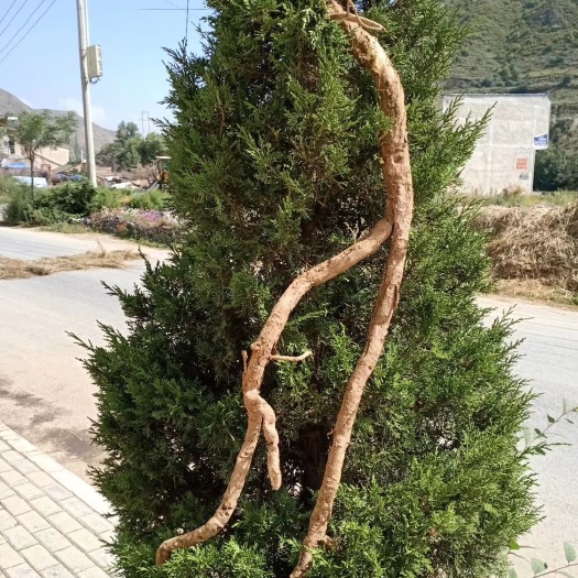 黄芪  黄芪鲜货批发零售