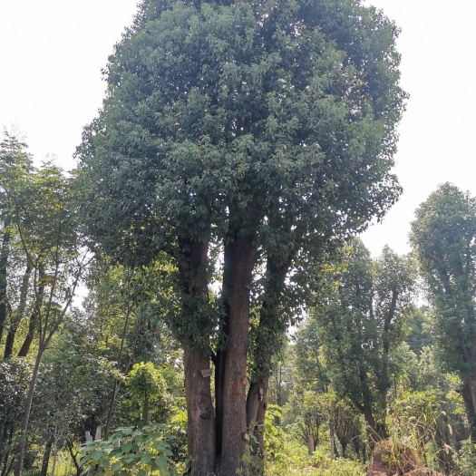 益阳丛生香樟 湖南益阳青源苗木
