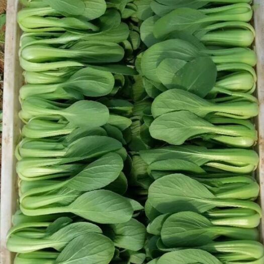 曹县 上海青小油菜