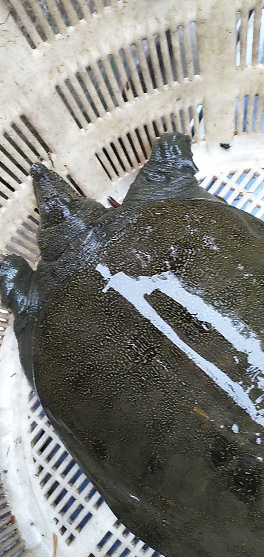 湖北养殖场甲鱼黑花边黄花边肉质鲜美鲜
味十足