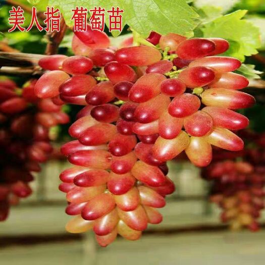 平邑县 美人指葡萄苗 金手指葡萄苗 嫁接苗 产量高 基地直销