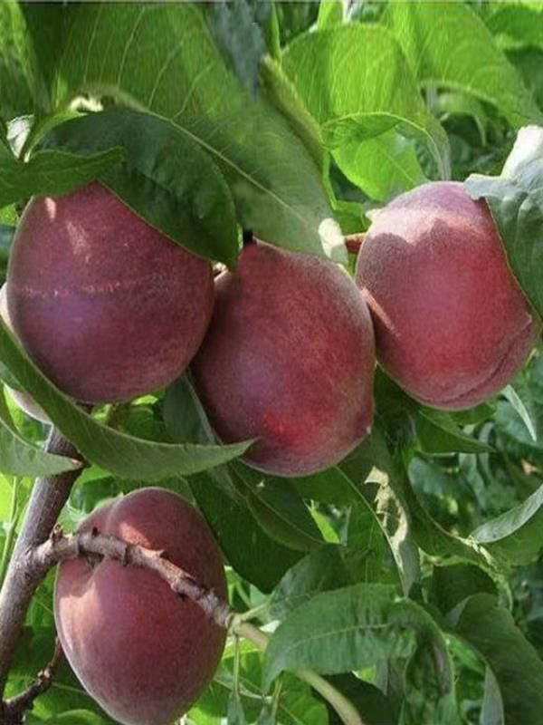  黑桃树苗  嫁接苗 当年结果 基地直销 量大优惠  晚熟品种