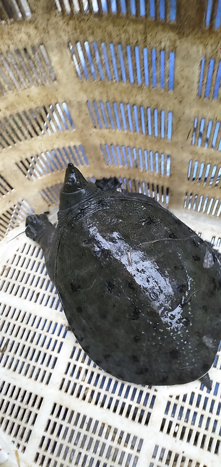 湖北养殖场甲鱼黑花边黄花边肉质鲜美鲜
味十足