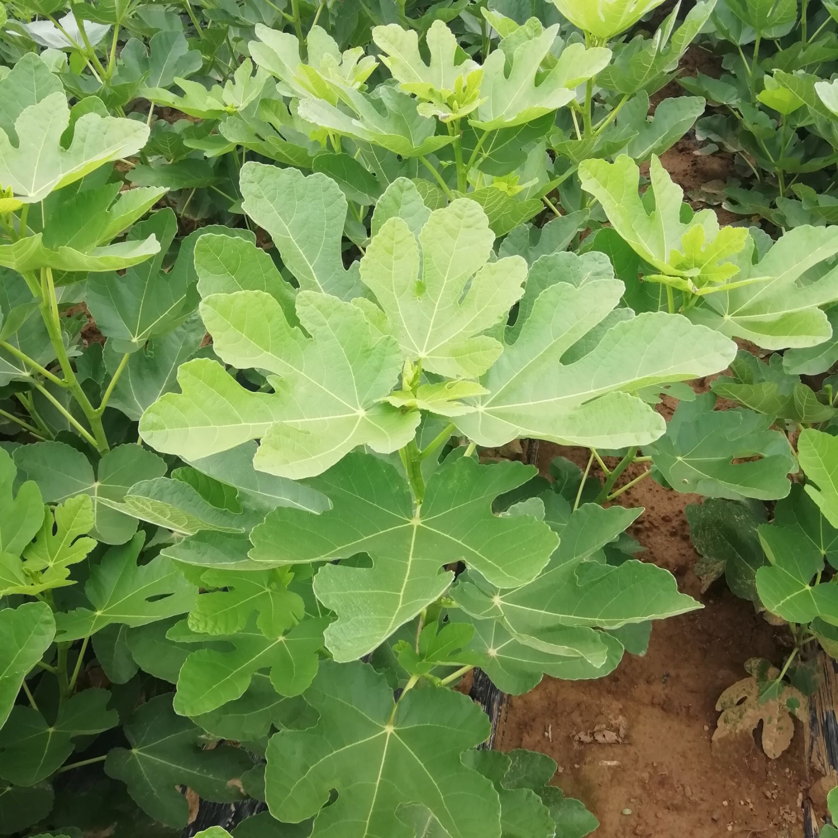 布兰瑞克无花果苗  波姬红，金傲芬，玛斯义陶芬，芭劳奈无花果