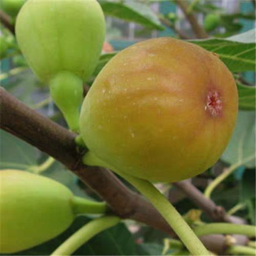 平邑县布兰瑞克苗