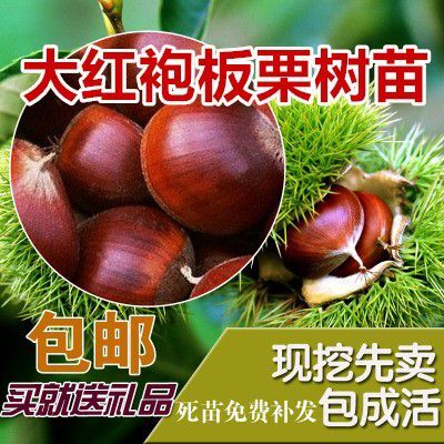 费县 大红袍板栗苗 嫁接苗 当年结果 基地直销 量大优惠 包成活