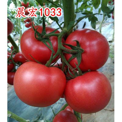 寿光市粉果番茄种子 晨宏1033