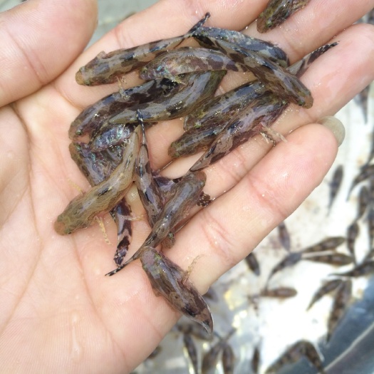 中山市 泰国笋壳鱼苗 杂交笋壳  呆鱼