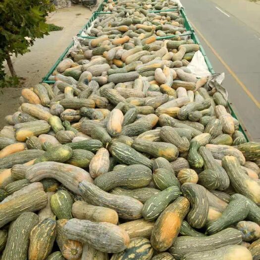 开封蜜本南瓜  养殖南瓜次品加工厂用全黄南瓜，基地种植6000亩，大量出售