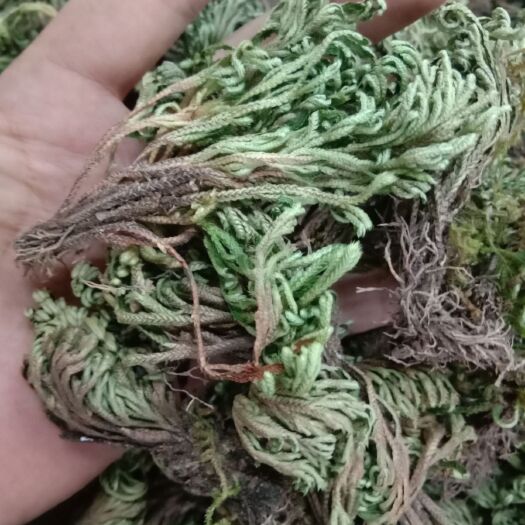 亳州卷柏，魂草