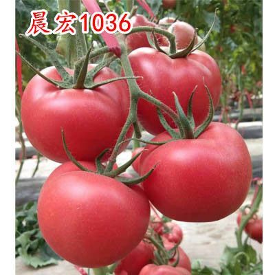 寿光市粉果番茄种子 晨宏1036