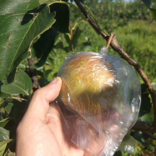 蒲县玉露香梨 正宗玉露香 第一年卖