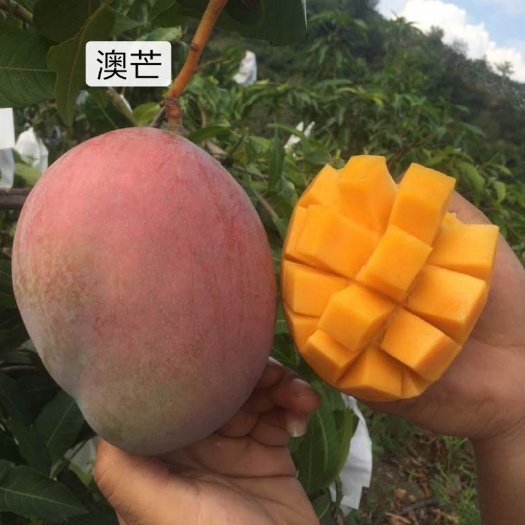 田东县 澳芒果苗，芒果种苗澳芒，澳大利亚芒果