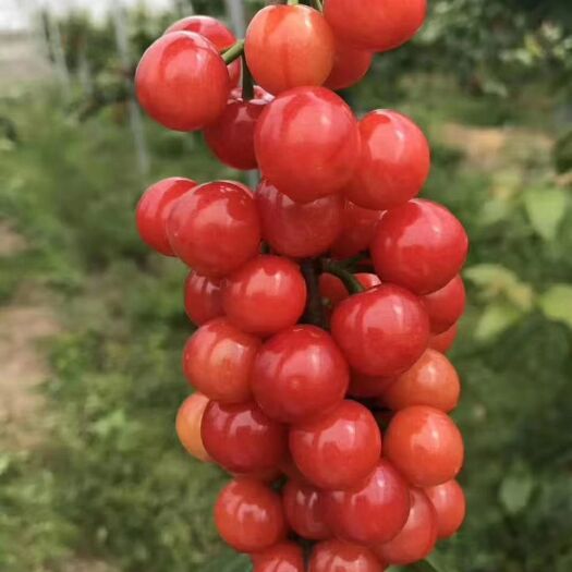 嵊州市 南方黑珍珠樱桃苗