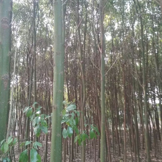 孝昌县 香樟