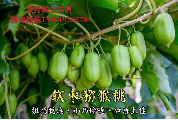 平邑县软枣猕猴桃苗 软枣猕猴桃 龙城猕猴嫁接苗 基地直销 包邮 48小发货