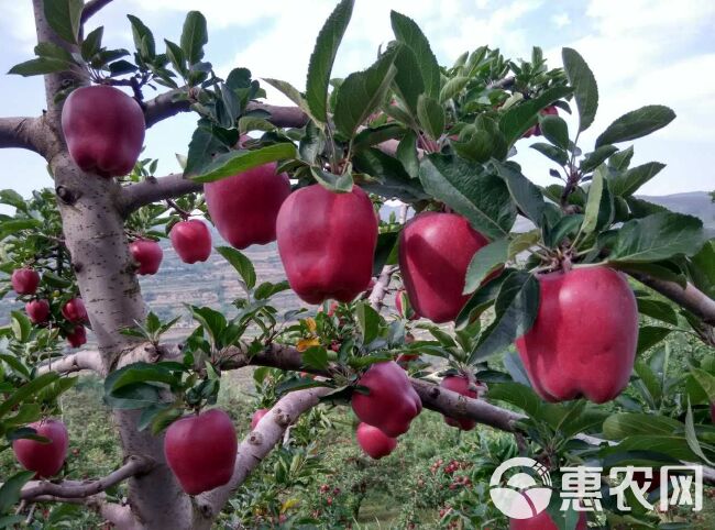 花牛苹果树苗 花牛果，包品种，包成活