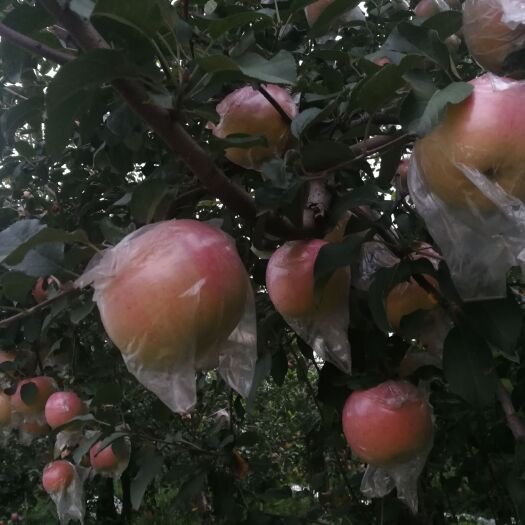 新绛县 早富士苹果成熟了