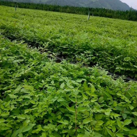 桓仁县刺老芽苗  出售刺嫩芽苗，自家苗圃，长势非常好，有需要的联系