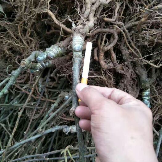 苍溪县红心猕猴桃苗 嫁接苗