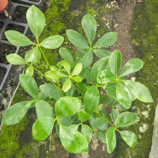 沭阳县鸭脚木盆栽 鸭脚木