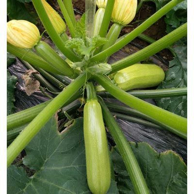 寿光市绿皮西葫芦种子 波丰9号