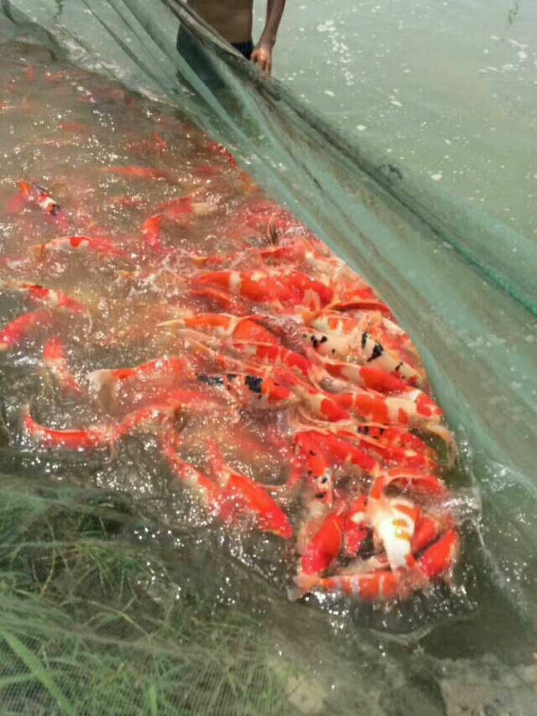  锦鲤红白大正