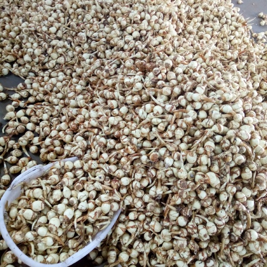 宣威市白肉慈菇 混装通货