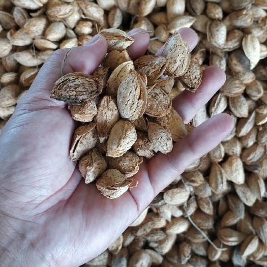 莎车县 新疆喀什莎车巴旦木薄皮巴旦木原味巴旦木·产地发货