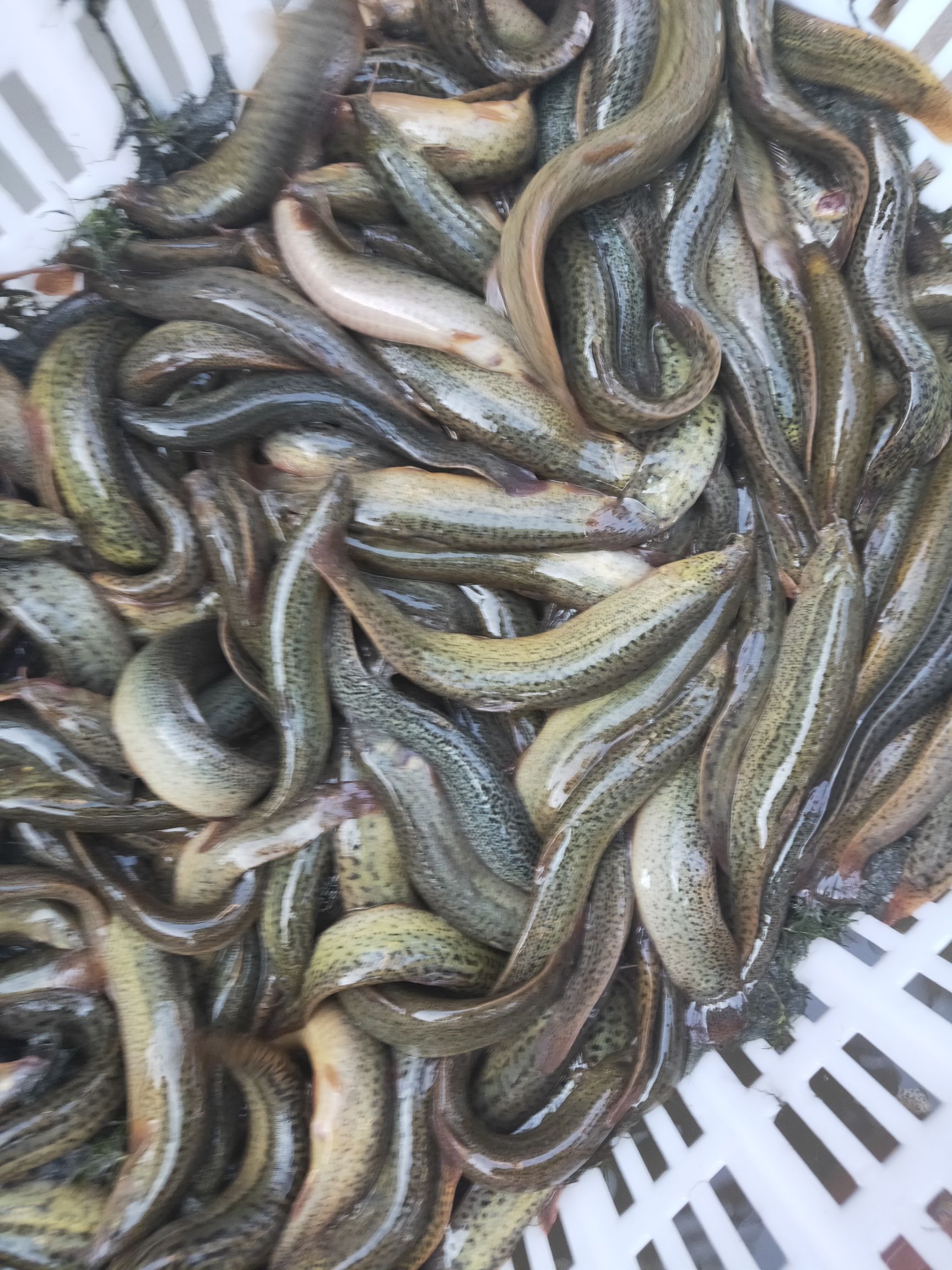 台湾泥鳅个头大口感很好大量批发成品活体泥鳅二万斤左右
