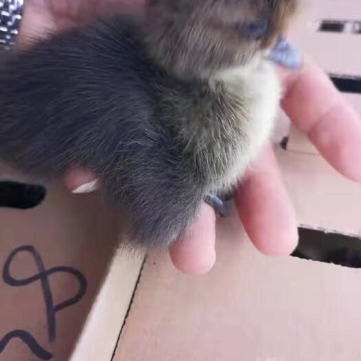 淮安 鸡苗批发