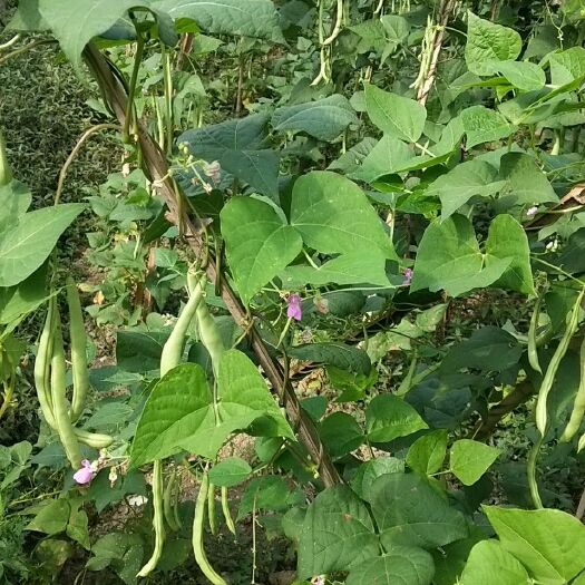 宣恩县紫花四季豆 15cm以上