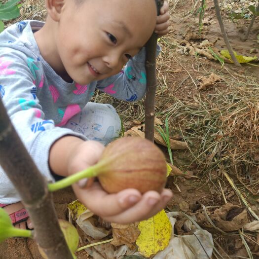 平邑县 布兰瑞无花果树苗正宗包成活包结果特大包邮水果苗提供技术放心