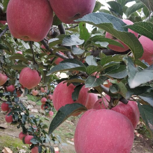甘谷县花牛苹果 套袋，花牛