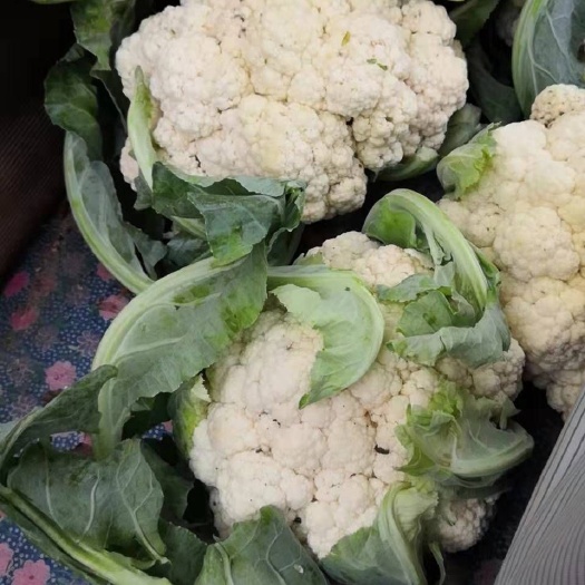 定州市白花菜花  质量好，价格便宜，供货量大，欢迎来人来电