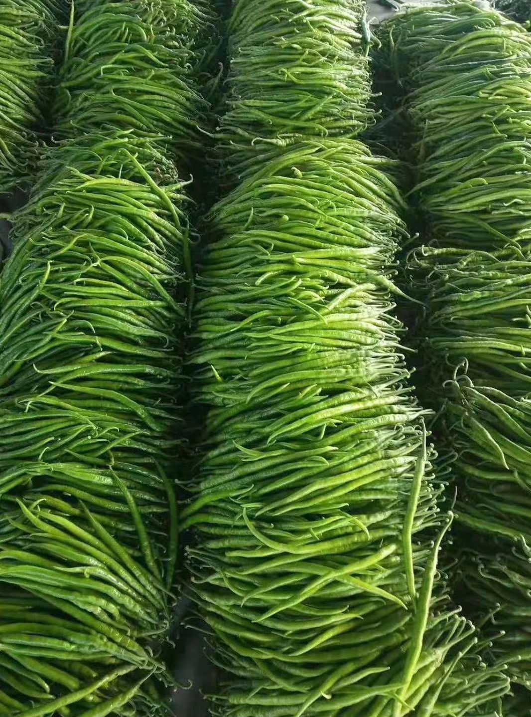 山东线椒