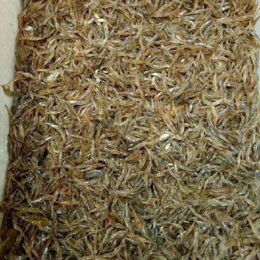 英德市红虾 北江河虾仔，来个长期合作的小伙伴，可送货上门价钱实惠（私聊）