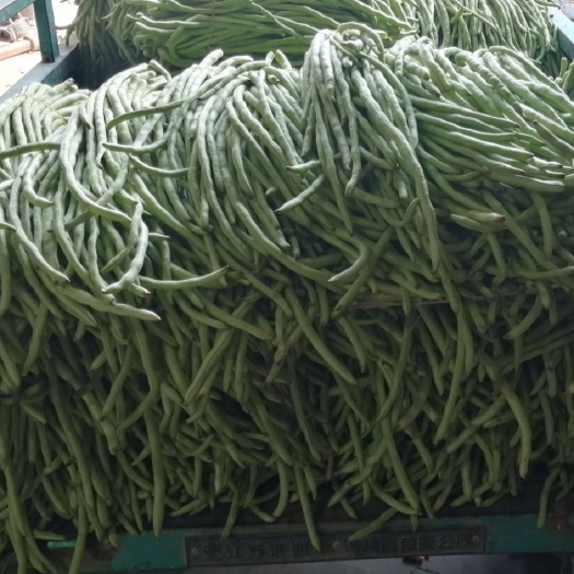 涡阳县 无架豆角