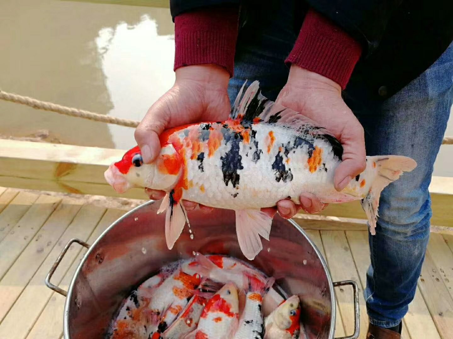  锦鲤红白大正