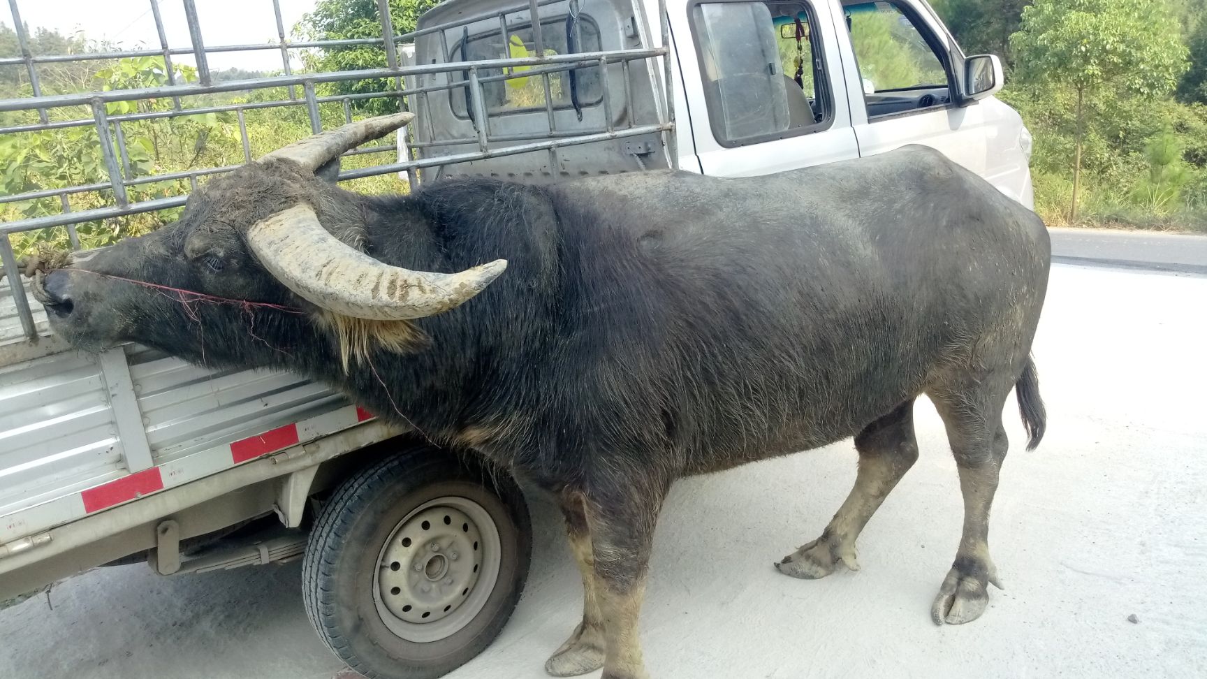 杂交牛  架子牛  买卖牛找我
