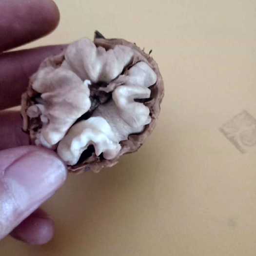 漾濞县 云南漾濞大泡核桃，新鲜果/干果