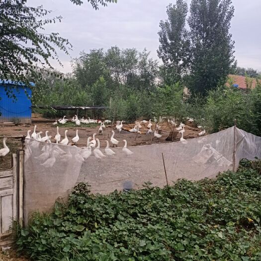阳信县 成年大鹅大量共应量大送货