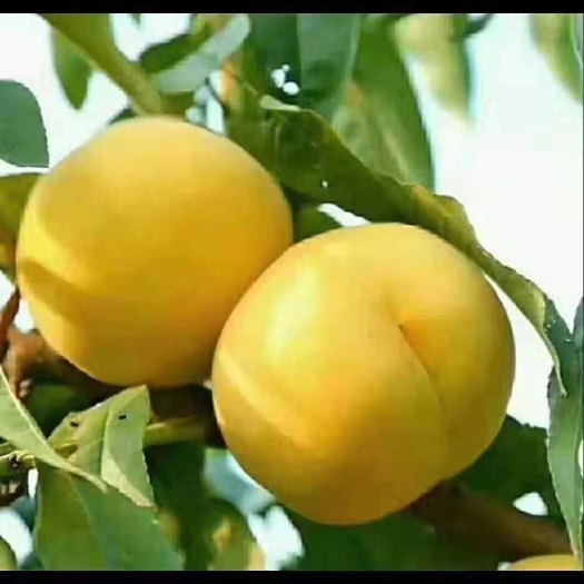 扶风县 陕西精品大黄桃黄金蜜4号量大价格从优！