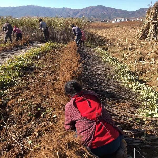 花牛苹果树苗 花牛果，包品种，包成活