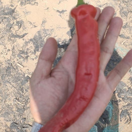 巴彦淖尔 辣椒(羊角一号)，超辣干辣椒，